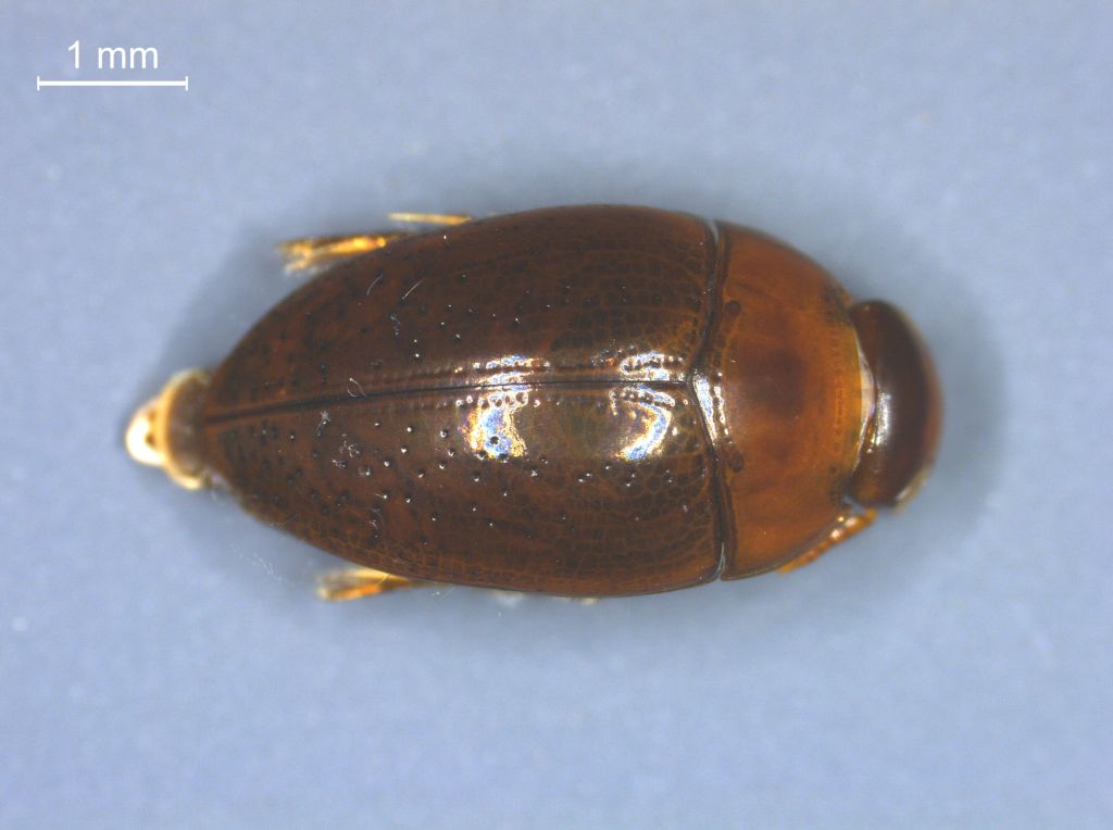 Noterus clavicornis